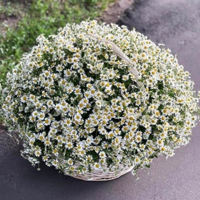 Композиция в корзине из 151 ромашки в Дзержинском