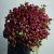 Монобукет из 75 кустовых роз Марун (70 см) в Дзержинском Монобукет из 75 кустовых роз Марун (70 см) в Дзержинском