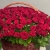 Композиция в корзине из 151 красной розы в Дзержинском Композиция в корзине из 151 красной розы в Дзержинском