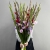 Букет из 25 гладиолусов микс в Дзержинском Букет из 25 гладиолусов микс в Дзержинском