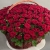 Композиция в корзине из 151 красной розы в Дзержинском Композиция в корзине из 151 красной розы в Дзержинском