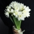 Букет из 25 нарциссов в Дзержинском Букет из 25 нарциссов в Дзержинском