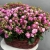 Композиция в корзине из 51 кустовой пионовидной розы в Дзержинском Композиция в корзине из 51 кустовой пионовидной розы в Дзержинском